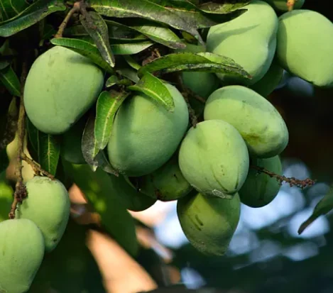 African mango (Irvingia gabonensis) fruit growing on the tree