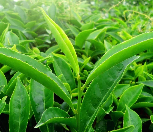 Fresh green tea (Camellia sinensis) leaves on the bush
